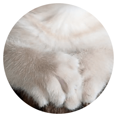 Placeholders Placeholders