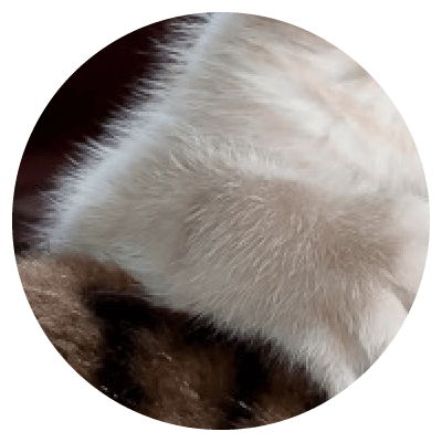 Placeholders Placeholders