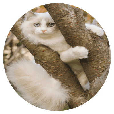 Placeholders Placeholders