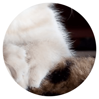 Placeholders Placeholders