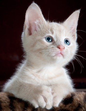 Placeholders Placeholders