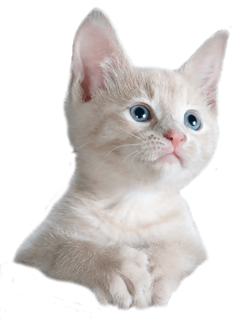 Placeholders Placeholders