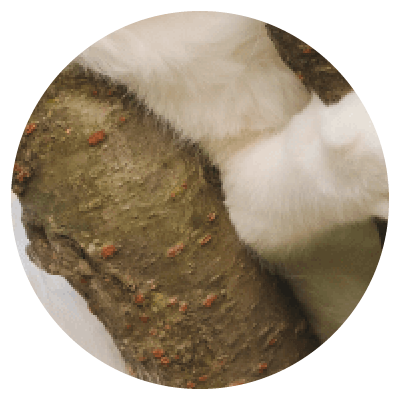 Placeholders Placeholders