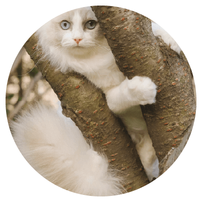 Placeholders Placeholders