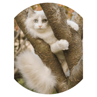 Placeholders Placeholders