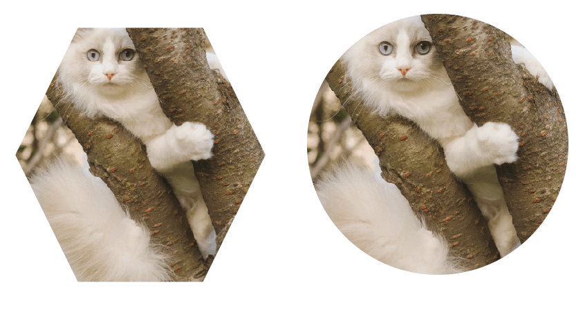 Placeholders Placeholders