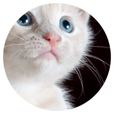 Placeholders Placeholders