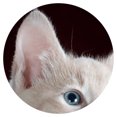 Placeholders Placeholders