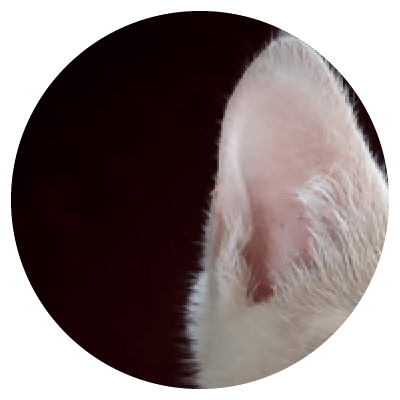 Placeholders Placeholders