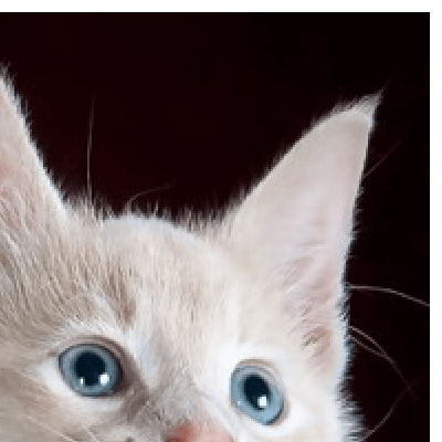 Placeholders Placeholders